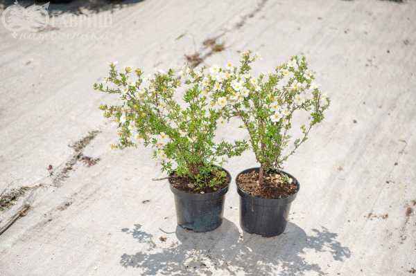 саженцы Лапчатка кустарниковая Abbotswood