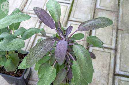 саженцы Шалфей