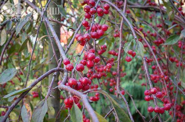 Саженцы яблоня royal beauty