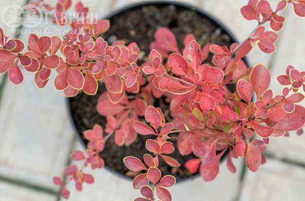 саженцы Барбарис Тунберга Red Carpet
