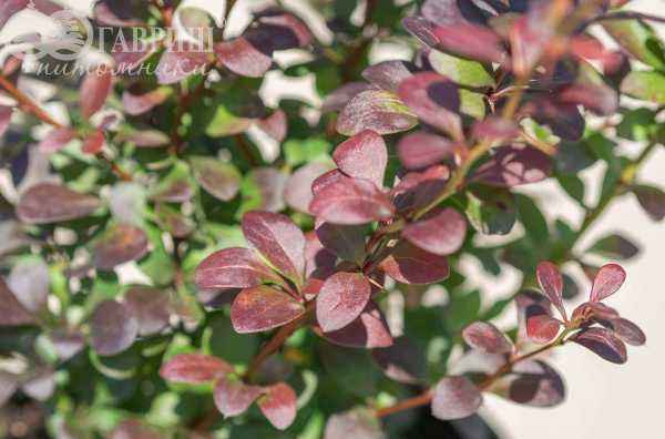 саженцы Барбарис Тунберга Dart`s Purple