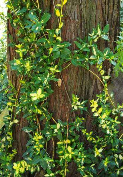 саженцы Бересклет Форчуна Sunspot