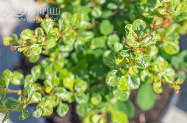 саженцы Барбарис Тунберга Kelleriis