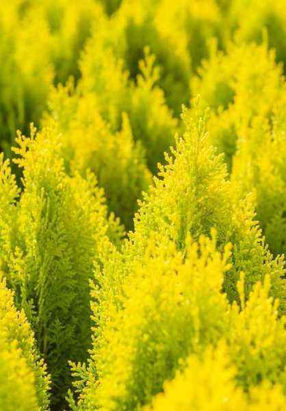 Купить туя восточная aurea nana деревья и растения