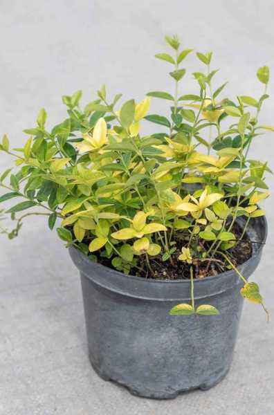 саженцы Барвинок малый Mariе