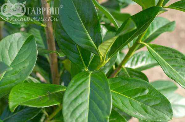 саженцы Лавровишня