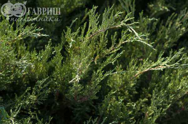 Купить можжевельник казацкий mas деревья и растения