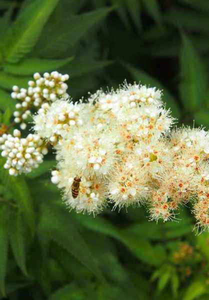 саженцы Рябинник рябинолистный Sem