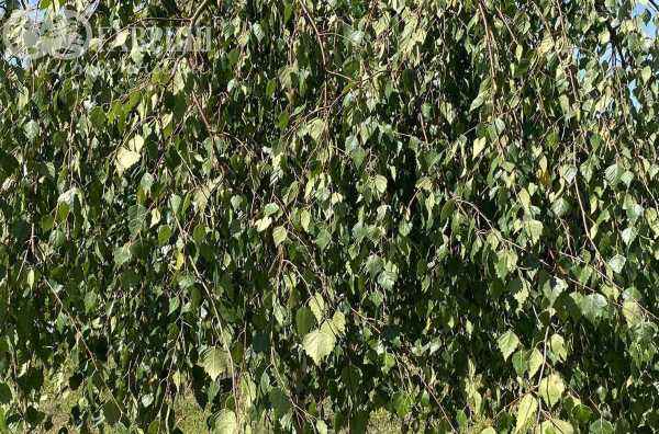 Саженцы береза плакучая youngii