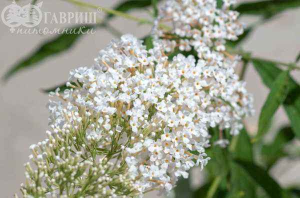 саженцы Буддлея Давида White Ball