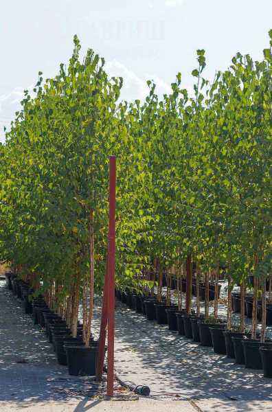 Саженцы береза бородавчатая