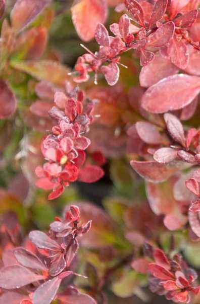 саженцы Барбарис Тунберга Atropurpurea Nana