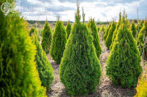 Купить туя западная golden smaragd деревья и растения