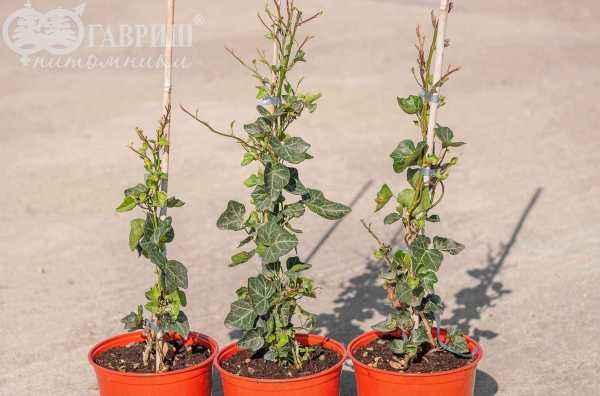 саженцы Плющ обыкновенный