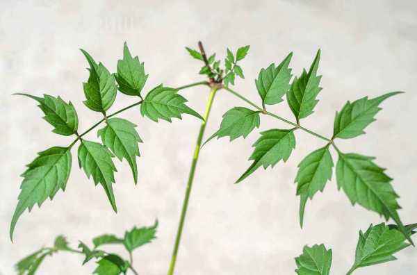 саженцы Кампсис укореняющийся Flamenco