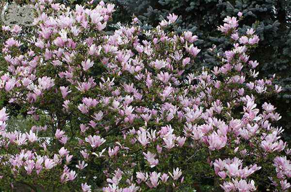 Саженцы магнолия george henry kern