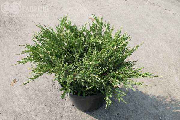 Купить можжевельник горизонтальный andorra variegata деревья и растения