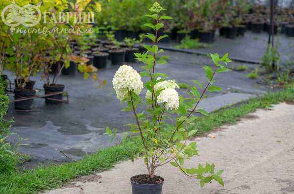 саженцы Гортензия метельчатая Limelight