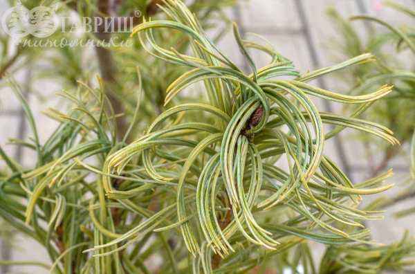 Купить сосна веймутова tiny kurls деревья и растения