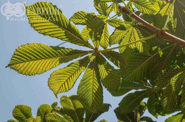 саженцы Каштан конский