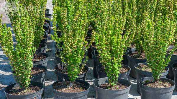 саженцы Барбарис Тунберга Erecta