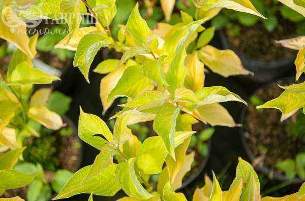 саженцы Дерен белый Aurea