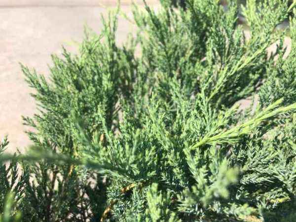 Купить можжевельник казацкий blue danube деревья и растения