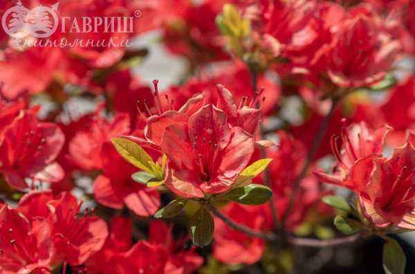 саженцы Азалия японcкая Fridoline