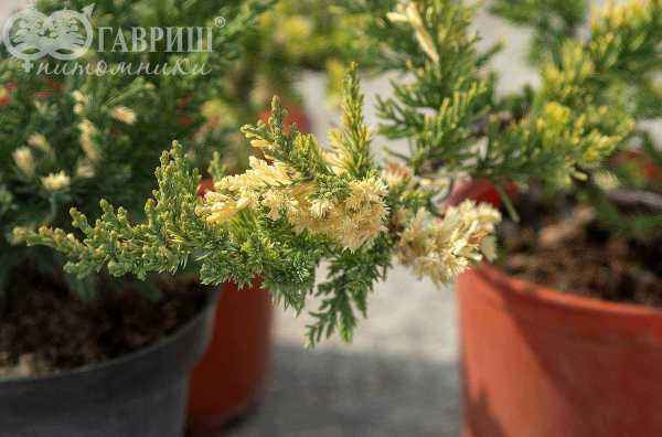Купить можжевельник китайский expansa variegata деревья и растения