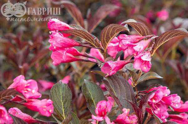 саженцы Вейгела цветущая Alexandra