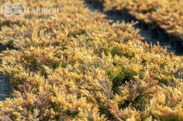 Купить можжевельник горизонтальный lime glow деревья и растения