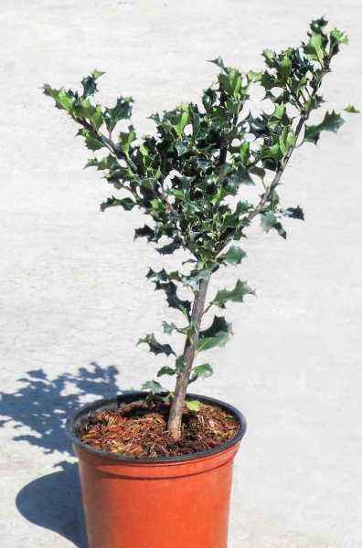 саженцы Падуб Мезерва Blue Angel