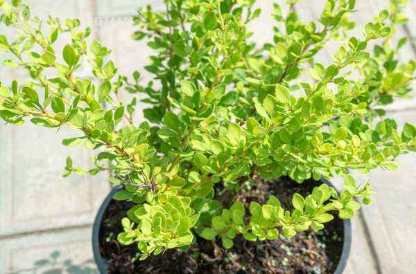 саженцы Барбарис Тунберга Green Ornament