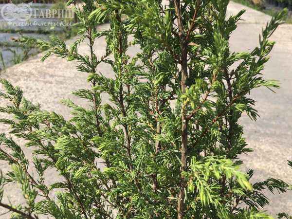 Купить можжевельник обыкновенный meyeri деревья и растения