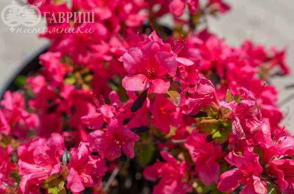 саженцы Азалия японская Rosali