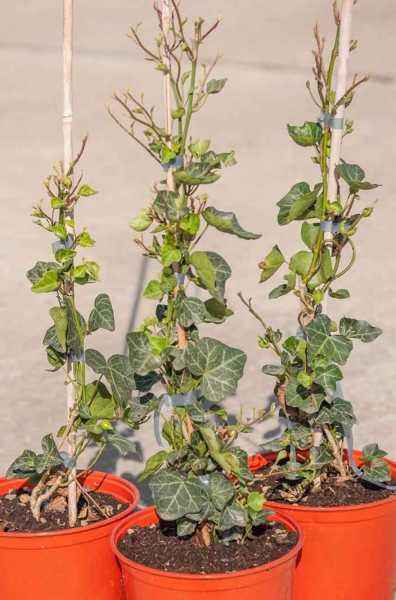 саженцы Плющ обыкновенный