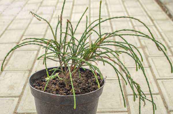 Купить туя складчатая whipcord деревья и растения