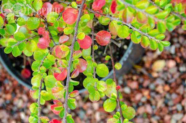 саженцы Кизильник горизонтальный