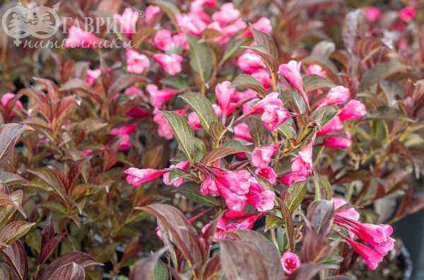 саженцы Вейгела цветущая Alexandra