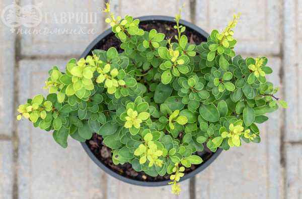 саженцы Барбарис Тунберга Green Cloud