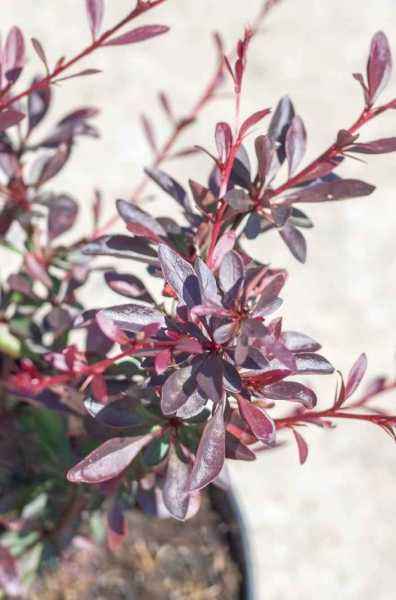 саженцы Барбарис Тунберга Red Chief