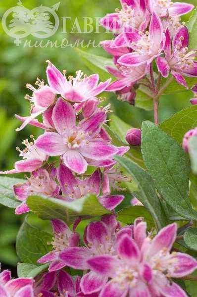саженцы Дейция гибридная Strawberry Fields
