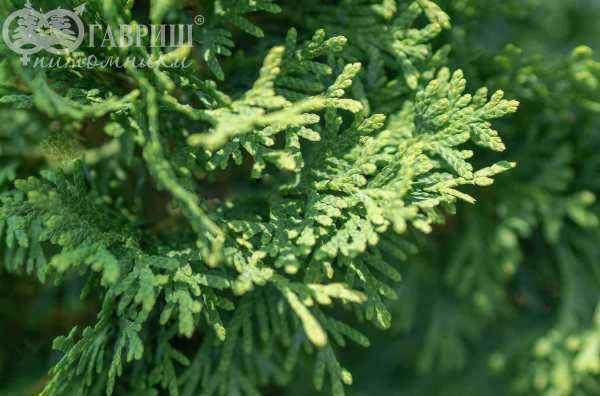 Купить туя западная miky деревья и растения