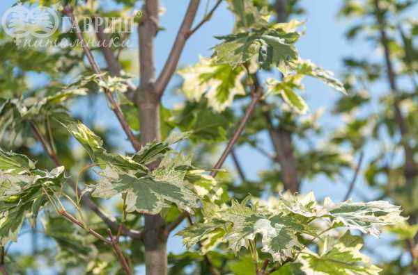 Саженцы клён остролистный drummondii