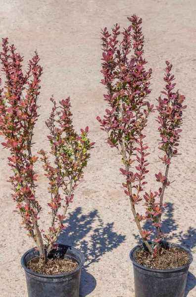 саженцы Барбарис тунберга Helmond Pillar