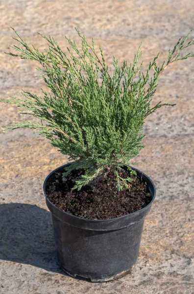 Купить можжевельник казацкий hicksii деревья и растения
