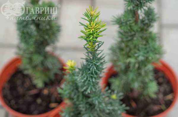 Купить тис ягодный fastigiata robusta деревья и растения