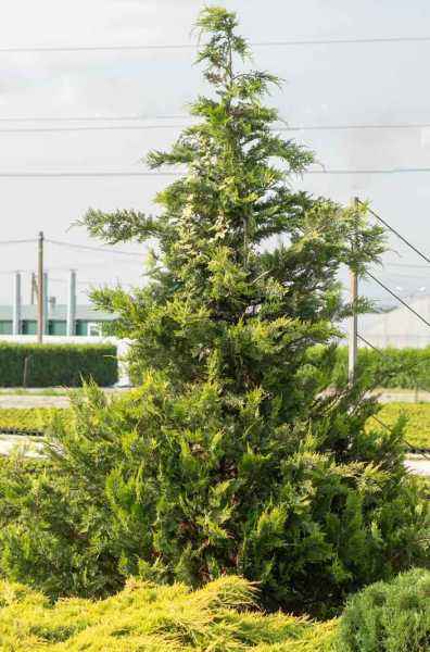 Купить кипарисовик лавсона ivonne деревья и растения