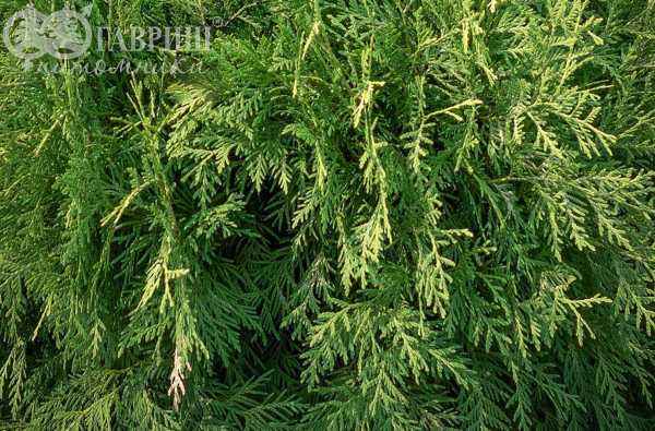 Купить туя западная selena деревья и растения