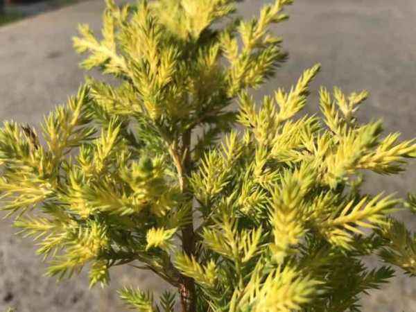 Купить можжевельник средний gold coast деревья и растения